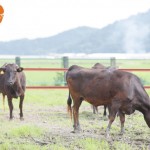 全国但馬牛枝肉共進会で落札した牛肉が本日から販売開始