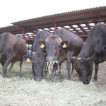 プレミア近江牛の問い合わせが増え続けているのだが。