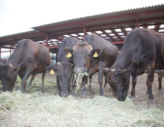プレミア近江牛の問い合わせが増え続けているのだが。