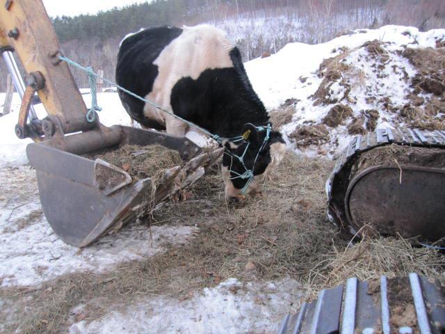 田野畑山地酪農「志ろがねの牧」のボス牛「シチロウ」肉になる