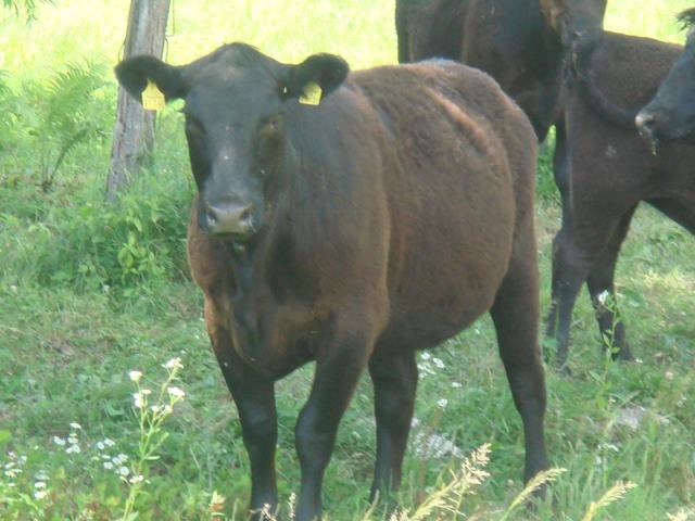 こちらは肉になる前に脱走してしまった牛さんです。