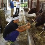 健康な牛の肉はサシ入りでもおいしいのです