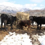 完全放牧野生牛を訪ねて様似へ