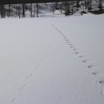 イヌイットから連想する完全放牧野生牛