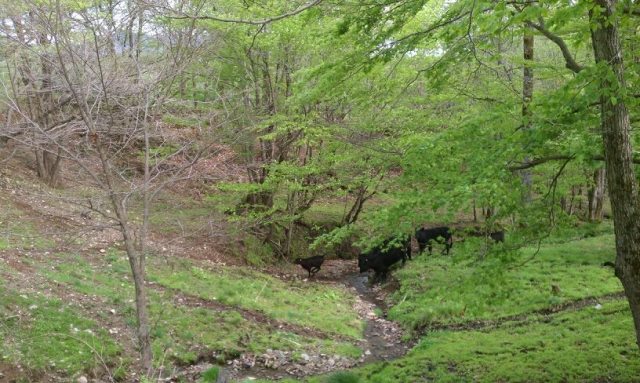 完全放牧野生牛(ジビーフ)の最近のお気に入りの場所！