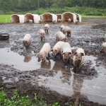 100％北海道産で育てる大樹じゃがポーク