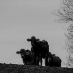 岡山吉備高原・吉田牧場さんのブラウンスイス牛3頭がお肉になります