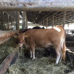 阿蘇の草原牛が昨年に続き今月末に入荷してきます