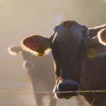 岡山吉備高原・吉田牧場のブラウンスイス牛の内臓を少しだけですが一般販売しています