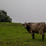 吉田牧場のブラウンスイス牛「ミモザ」の牛生