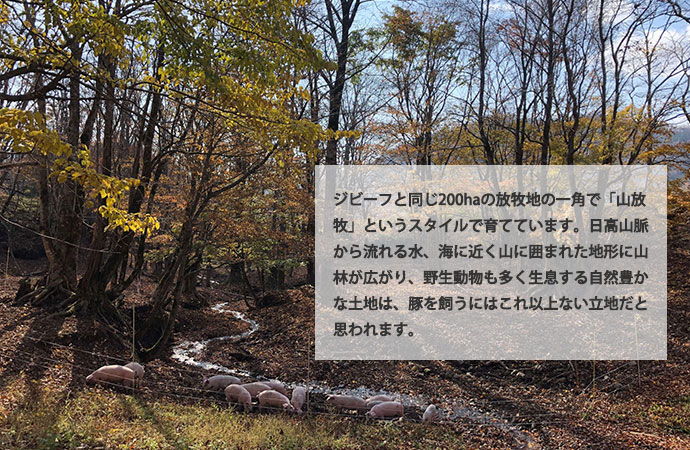 山放牧というスタイルで育てられています。